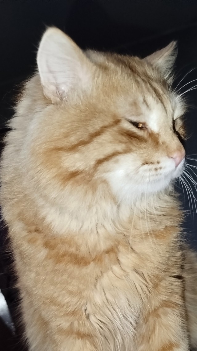 Котик из мусорного бака