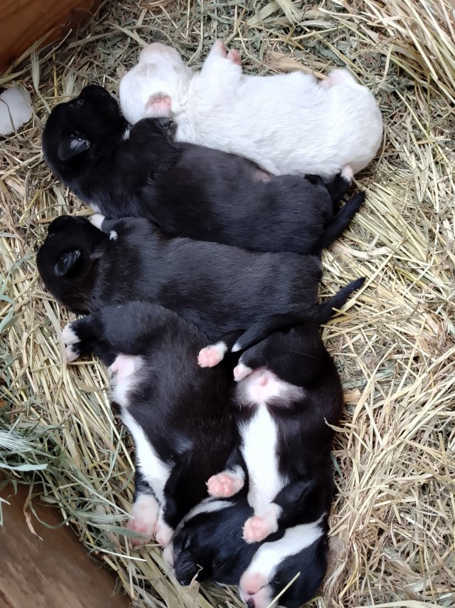 Как бегать начнём. Заберите нас на службу. Порядок и частоту гарантируют.