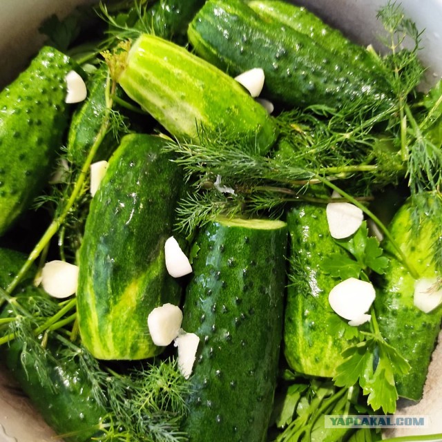 Рецепт малосольных огурчиков