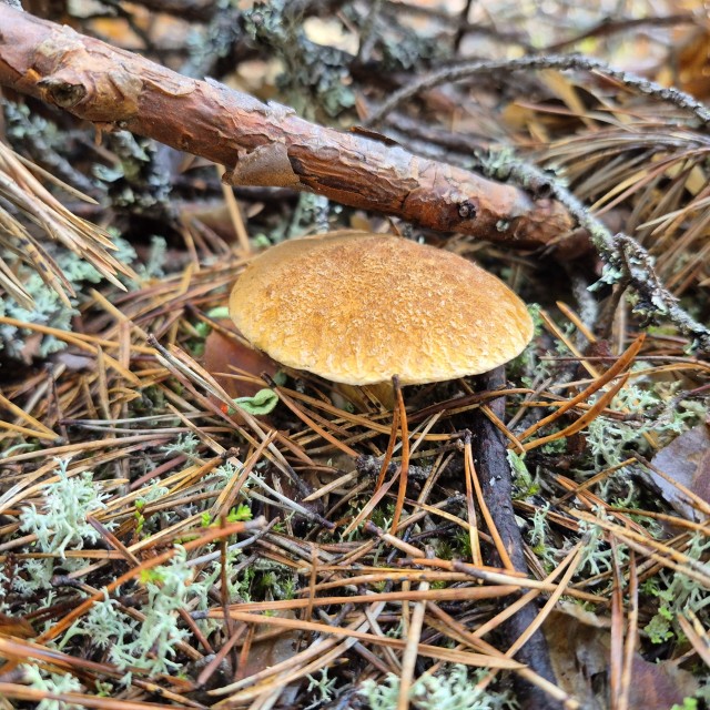 Грибалка. Республика Коми. Корткеросский рн