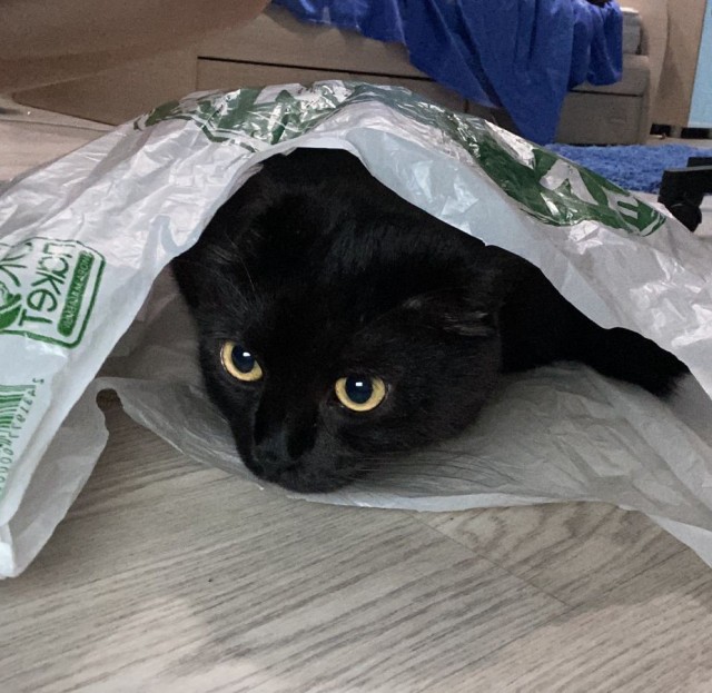 Чёрный котовторник