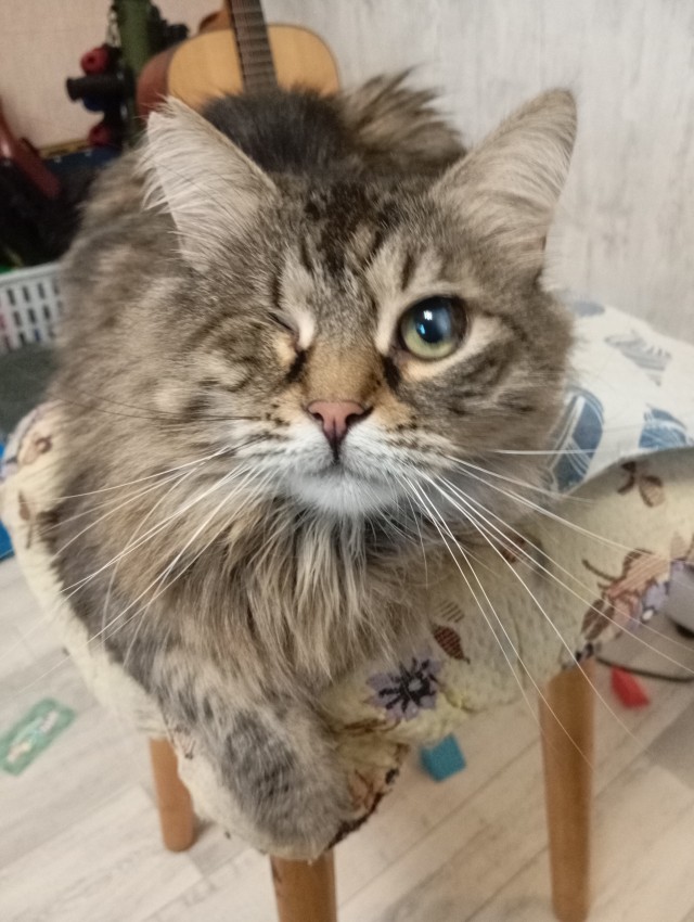 А котовторник уже пришёл?