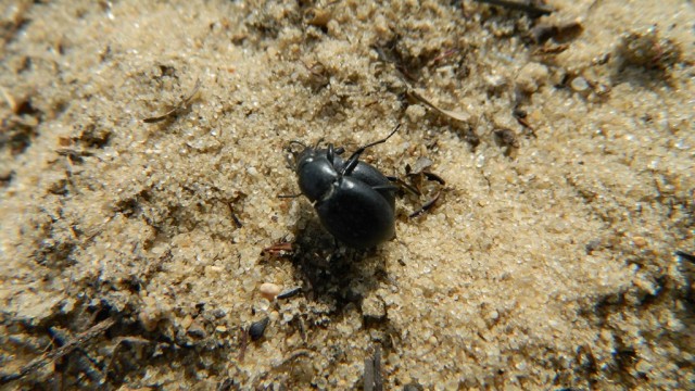 Кинбурнская коса