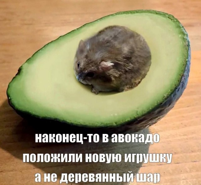 Картинки для деградации 245 (разной степени свежести)