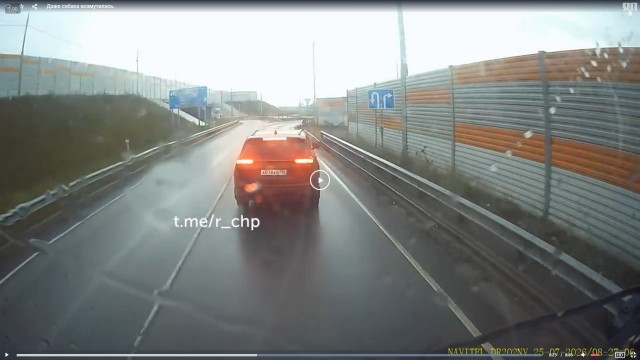 Даже собака возмутилась.