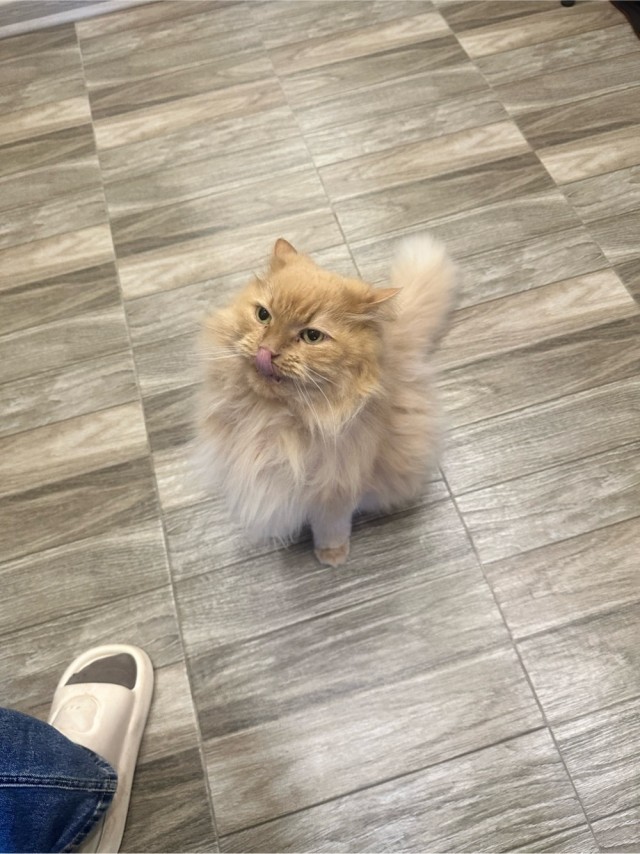 Котовторник Персика