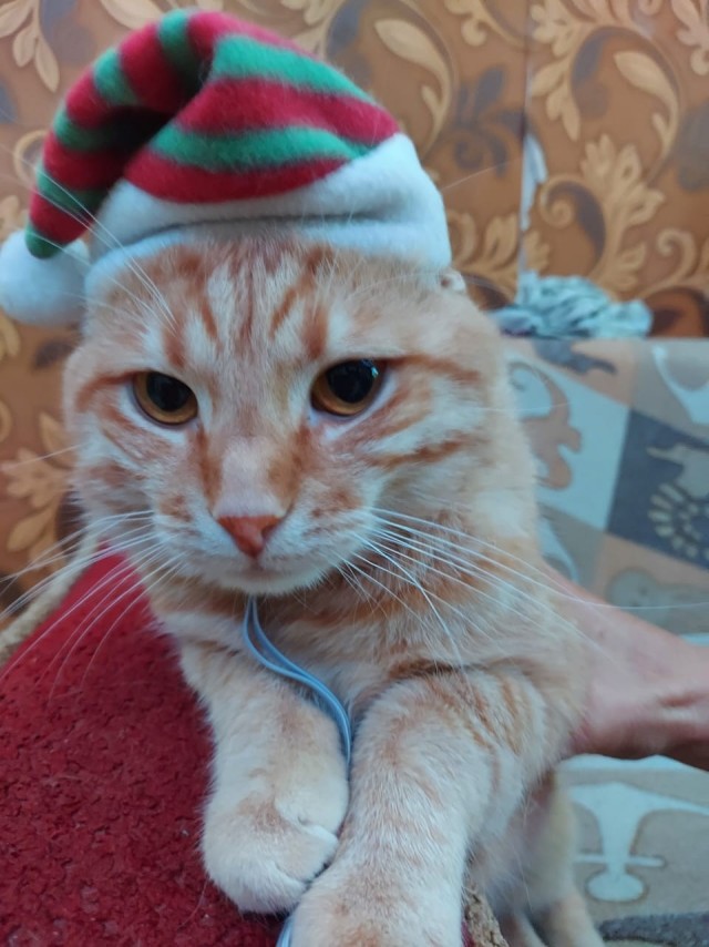 Лучший костюм для кота