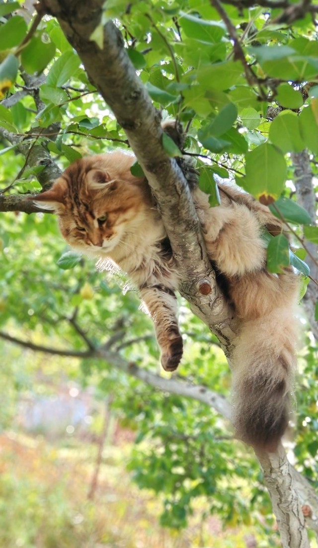 Котовторник