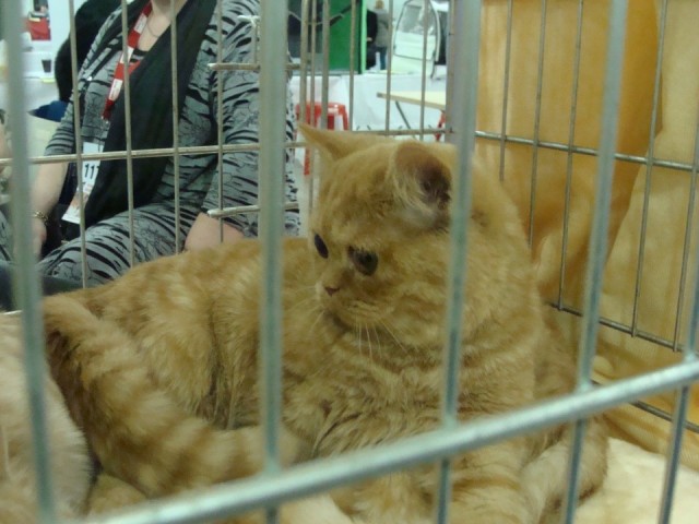 Выставка кошек. Котовторник