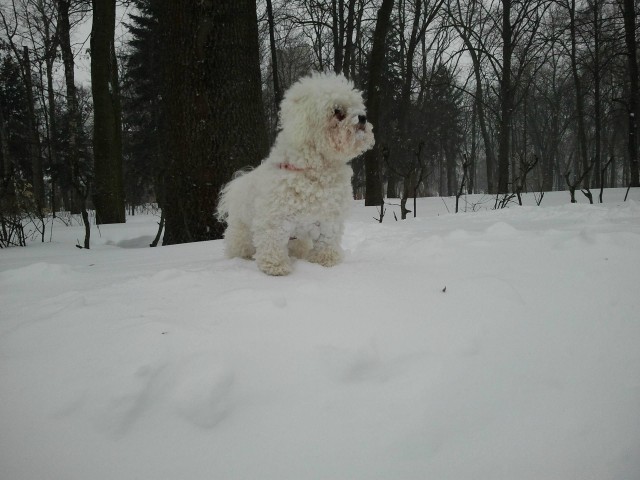 Собакочетверг на 02.01.2014