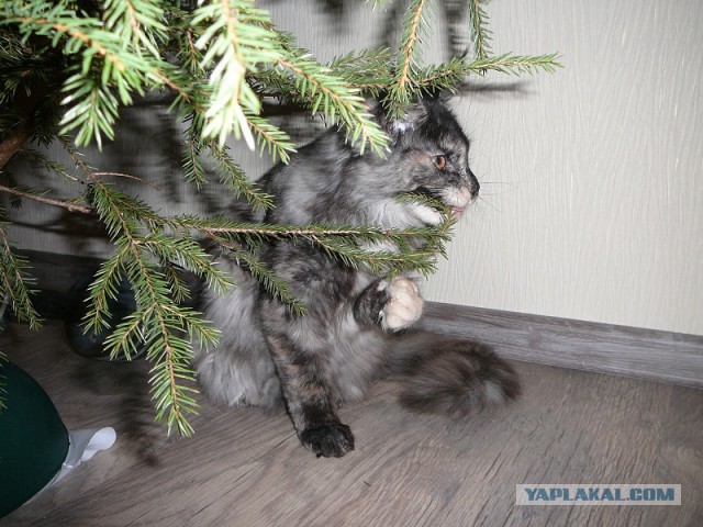 Котовторник 29.04.14.