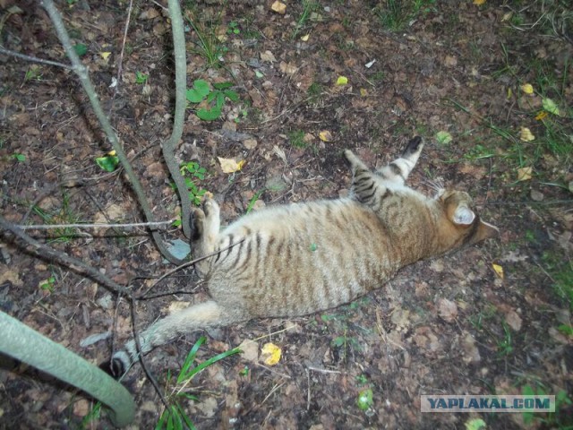 Жизнь домашнего приюта для котеек 16
