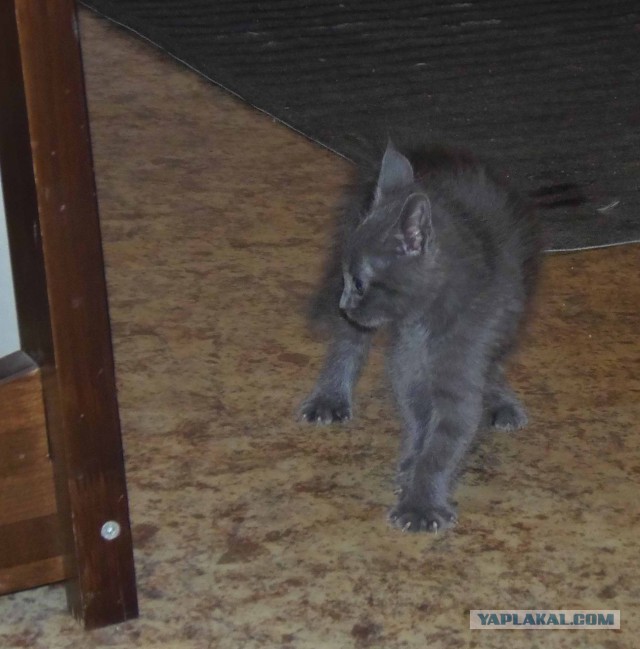 Котовторник 30.09.2014