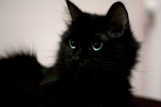 Котовторник 9.12.2014
