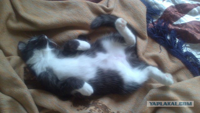Котовторник 29-09-2015,
