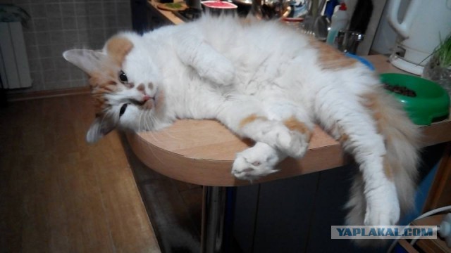Котовторник