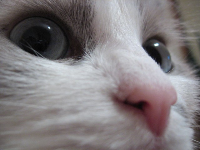 Коты, кошки, котята