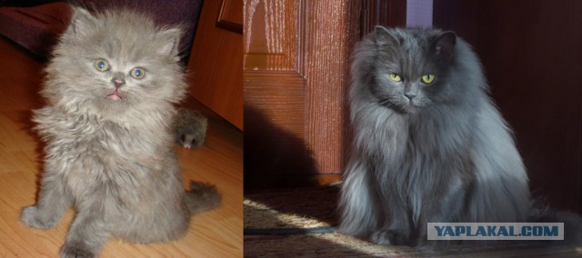 25 котят, которые так быстро выросли