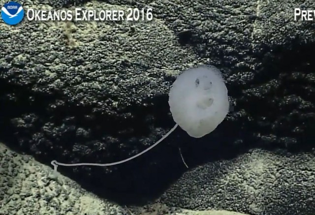 Началась онлайн-трансляция происходящего в самом глубоком месте Земли