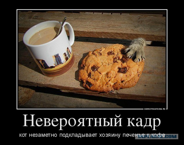 Коты, которые пытались что-то украсть
