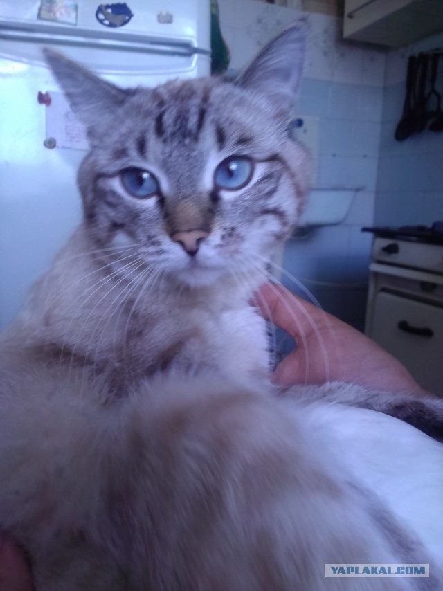 Котовторник 12.07.2016