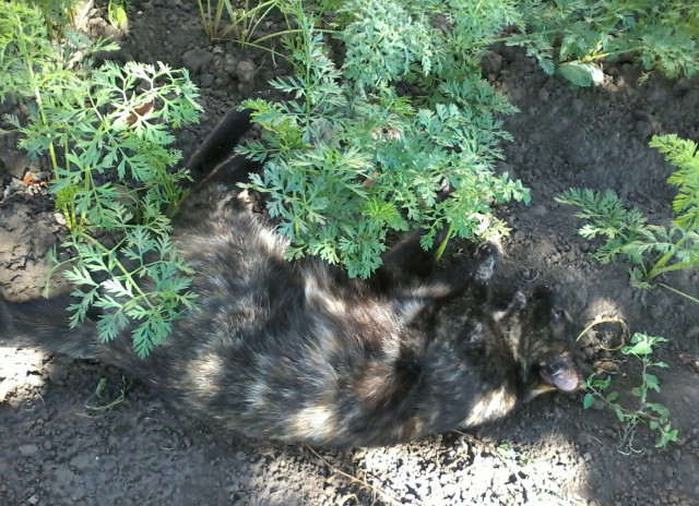 Котовторник. Алиса. Одно из лучших творений природы.