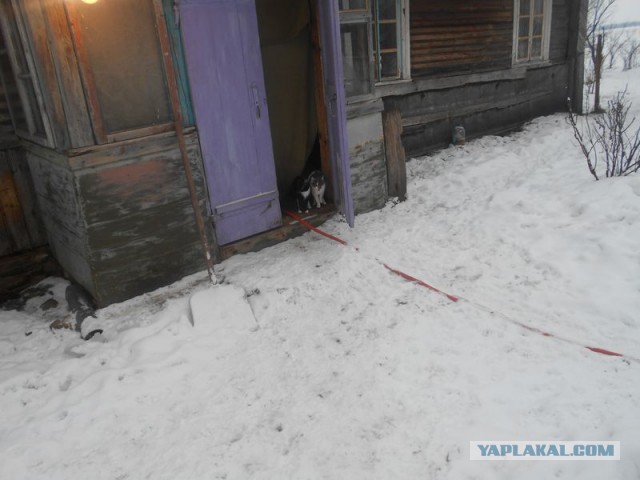 Жизнь домашнего приюта для котеек 151