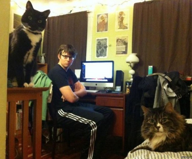 Коты и Кошки