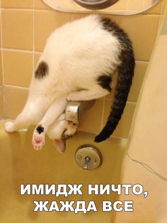 Коты и Кошки