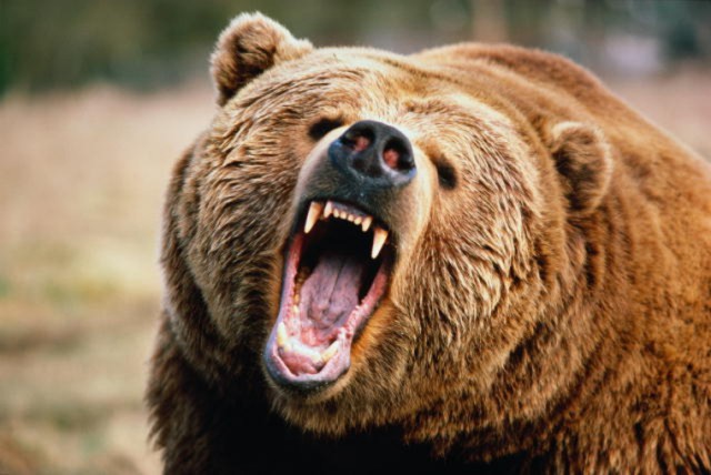 Выживший по-уральски: мужчина нокаутировал медведя