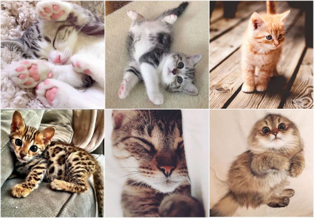 Коты и Кошки