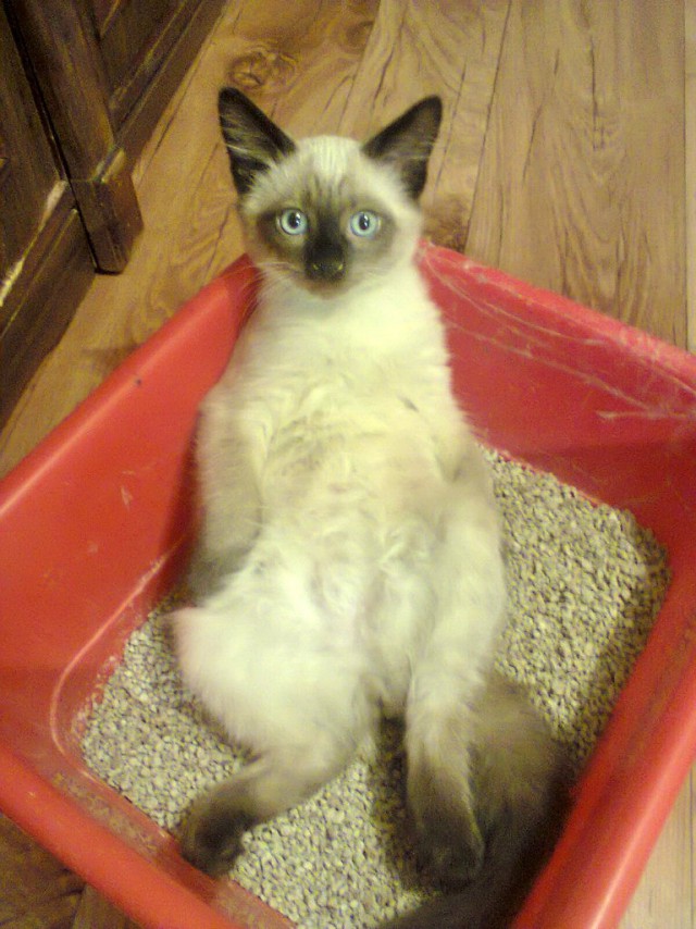 Котовторник 9.01.2018