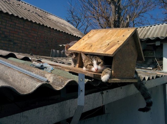 Прикольных котов пост