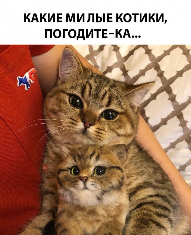 Немного милоты