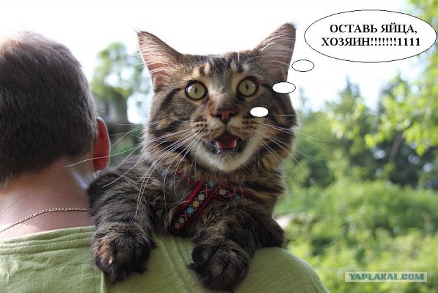 Котовторник на 22 июня
