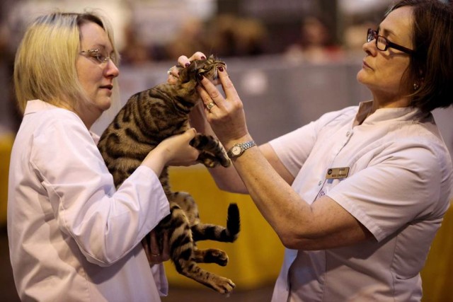Крупнейшая выставка кошек в Англии