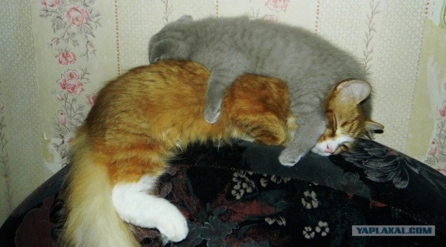 Котовторник - С праздником, котоводы!