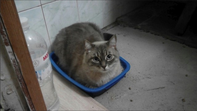 Немного милоты