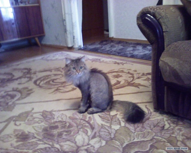 Котовторник объявляется открытым!