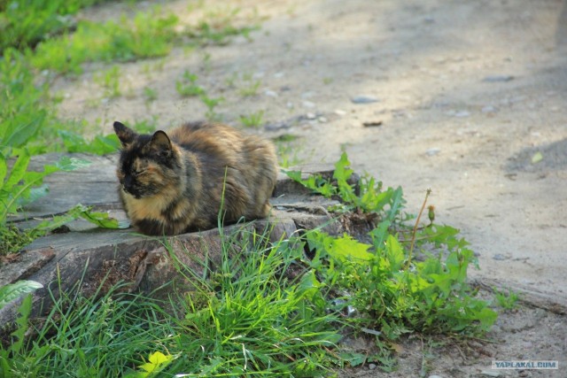 Котэшности