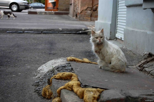 Котовторник! 11.10.11