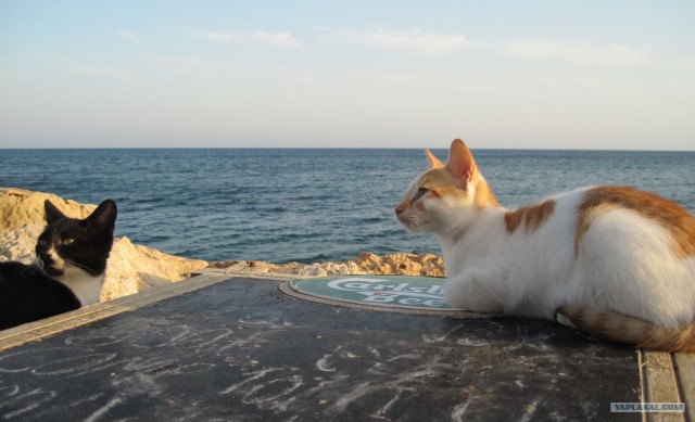 Котовторник! 08.11.11