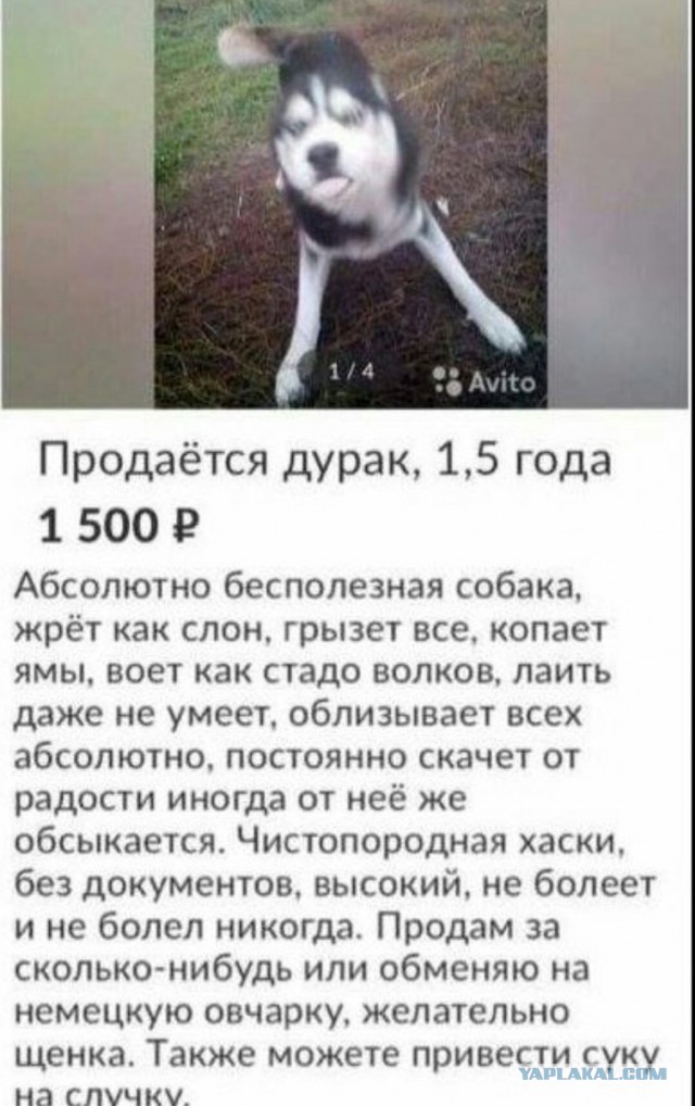 Кот-разрушитель продается за 197 тысяч рублей