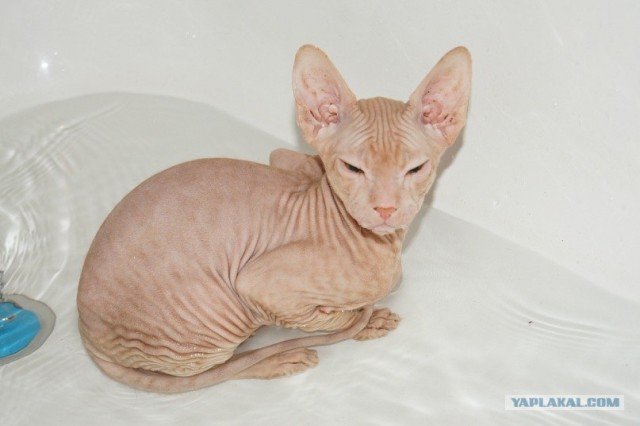 Котовторник (07.02.2012)
