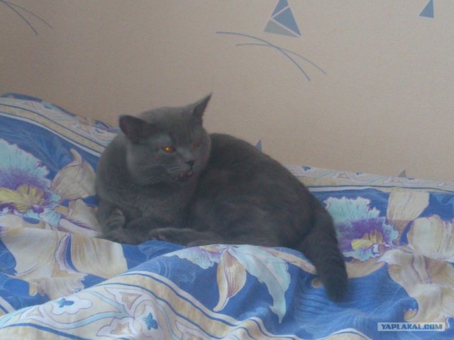 Котовторник (21.02.2012)