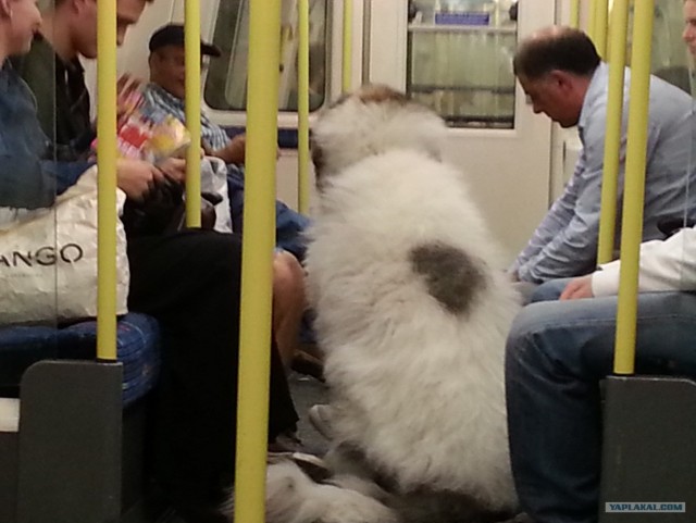 Монстр в Лондонском метро