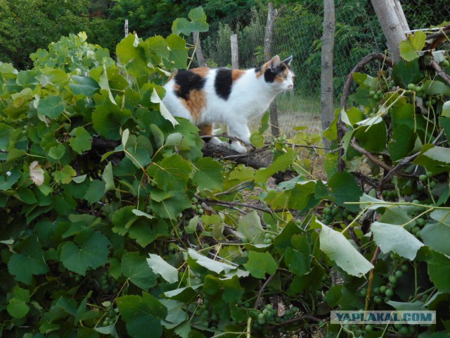 Котовторник 23.07.2019.