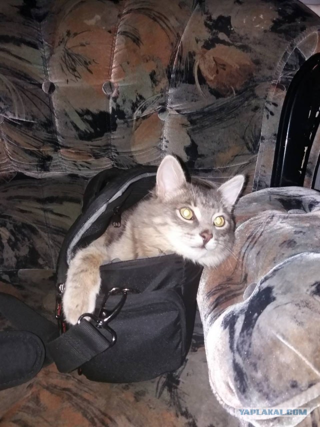 Главная молитва котизма