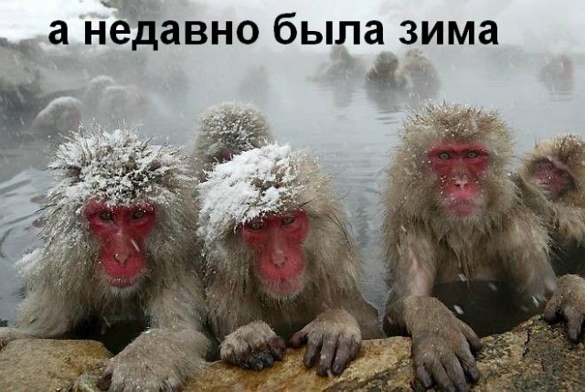 Фотожаба: Скоро лето 2008 !