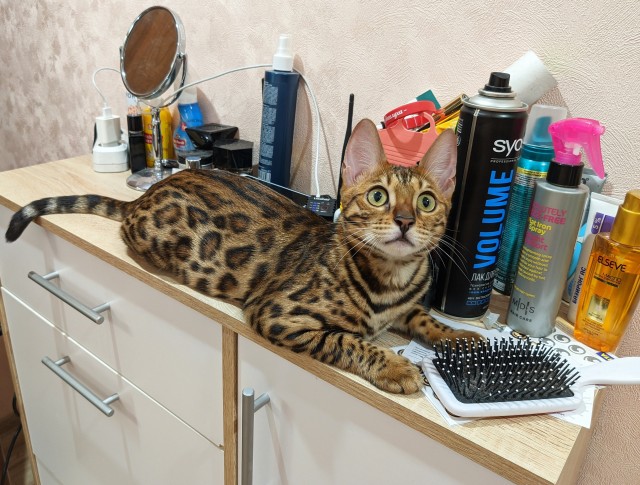 Моя красотка